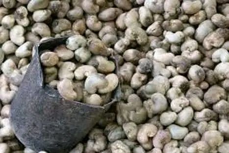 Gabú reforça cerco ao contrabando de castanha de caju